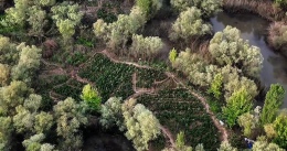 1,4 milyon kök kenevir ve skunk ele geçirildi