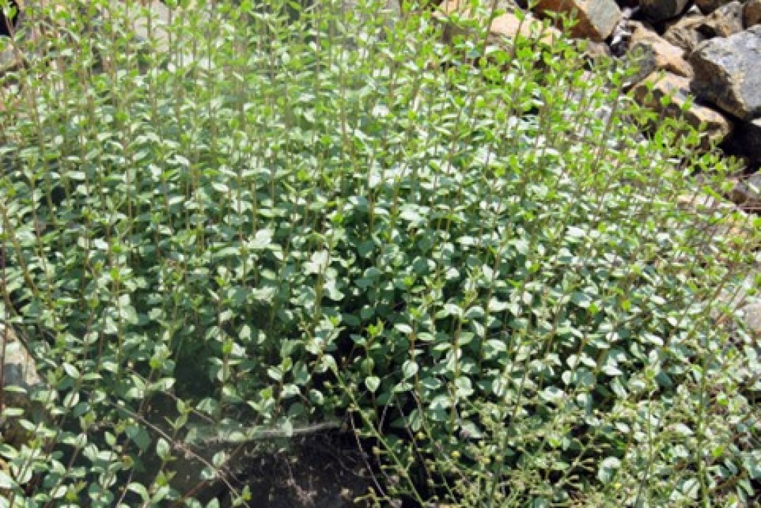 1967WhatsApp Image 2025-11-26 at 11.23.47.jpeg