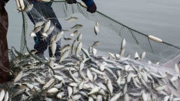 2026 Balık Avı Yasağı Ne Zaman Başlıyor? İşte Balıkçıların Beklediği O Tarih!