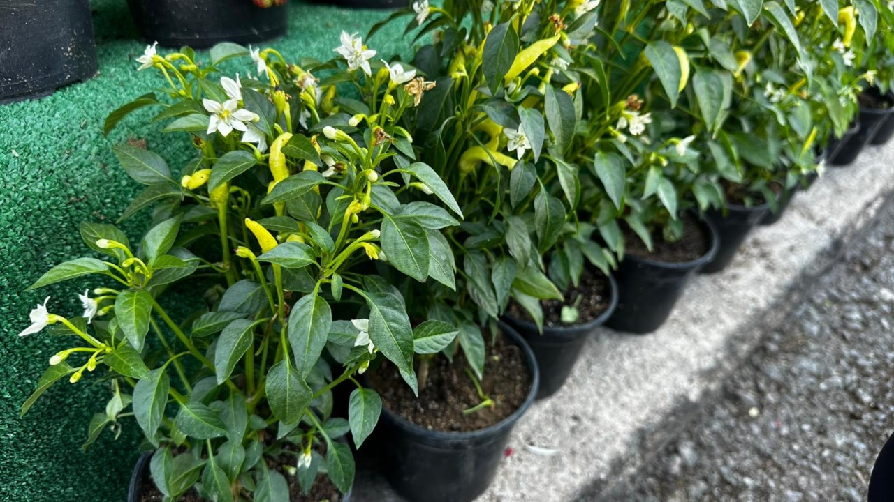 34402WhatsApp Image 2026-04-09 at 16.00.11 (1).jpeg