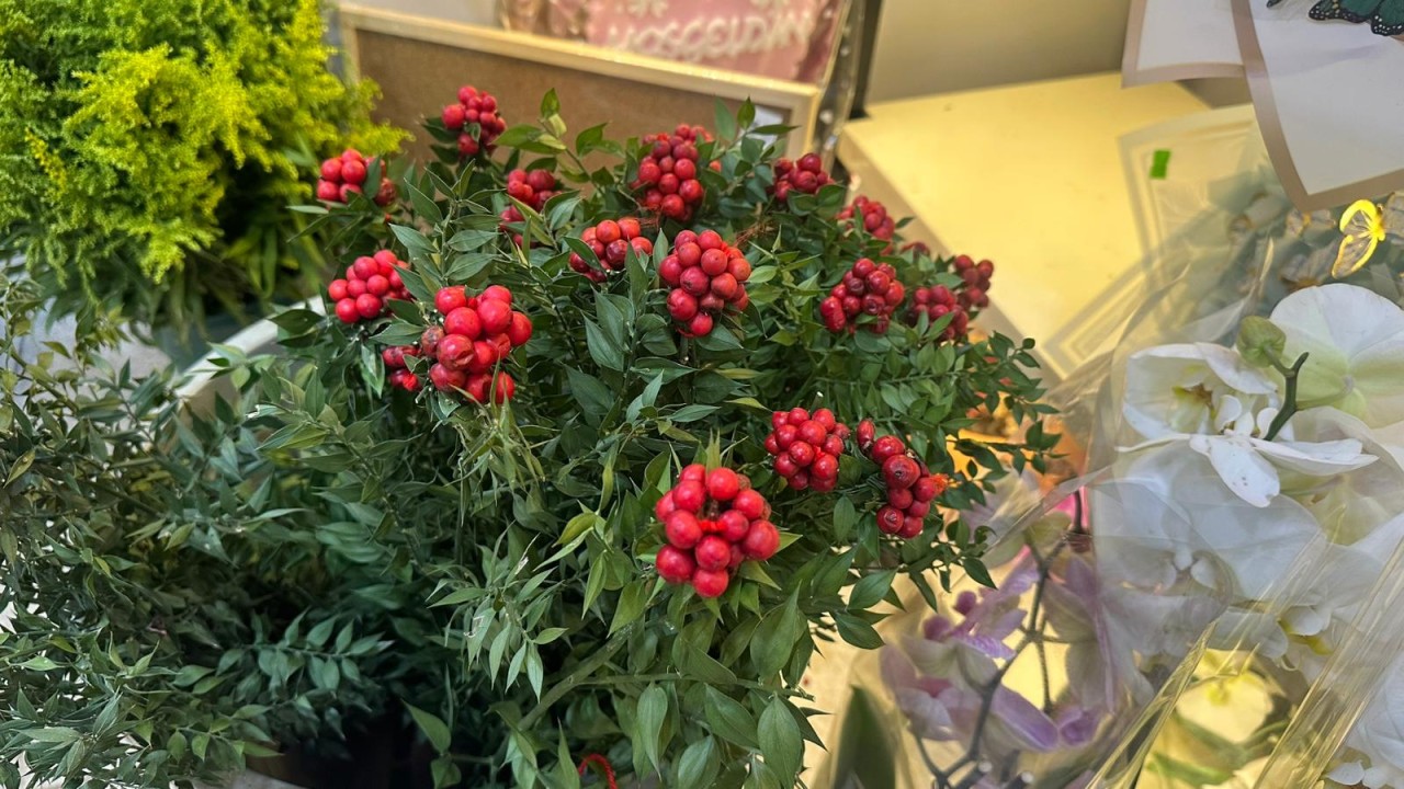 43483WhatsApp Image 2025-12-17 at 14.43.45.jpeg