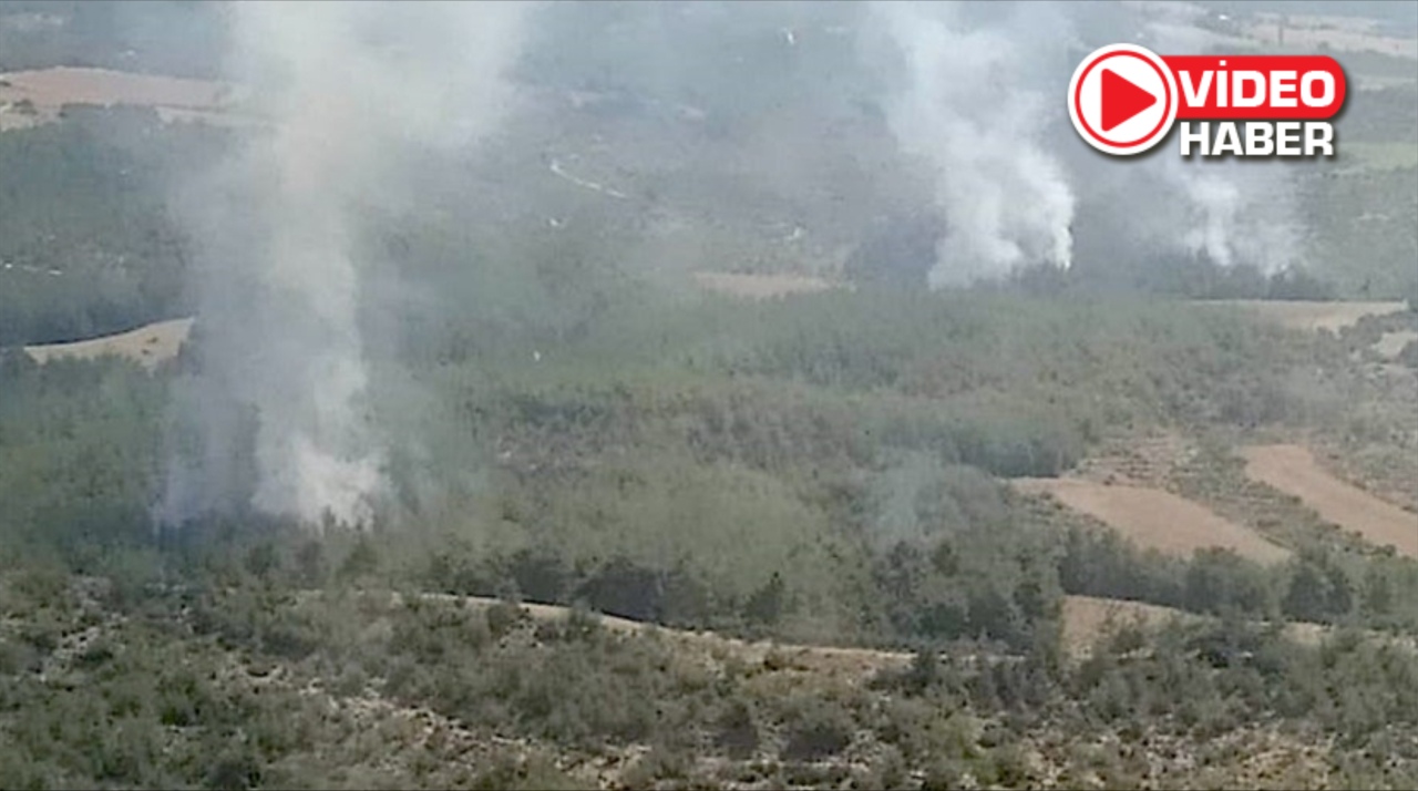 Adana' da orman yangını çıktı! 