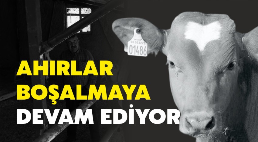 Ahırlar boşalmaya devam ediyor