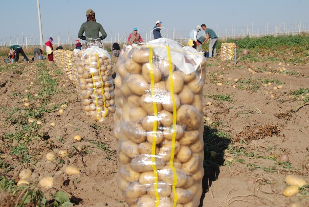 Altunhisar Patates Üretiminde Büyük Artış