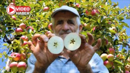 Amasyalı üreticiden Niğde’nin misket elmasına ağır eleştiri