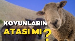 Anadolu yaban koyunu sayısı hızla artıyor