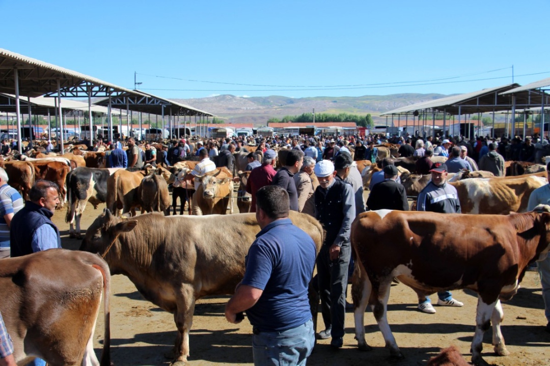Aralarında Niğde’nin de olduğu hayvan pazarları açıldı