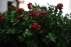 Aralık ayının en çok tercih edilen çiçeği kokina oldu