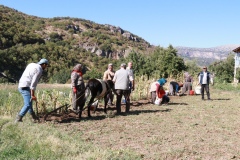 At ve eşekle patates hasadı