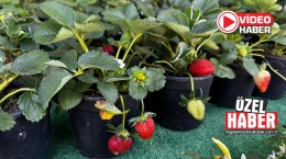 Bahar Geldi, Fide Tezgâhları Kuruldu