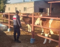 Beslediği boğanın saldırısına uğrayan adamdan acı haber