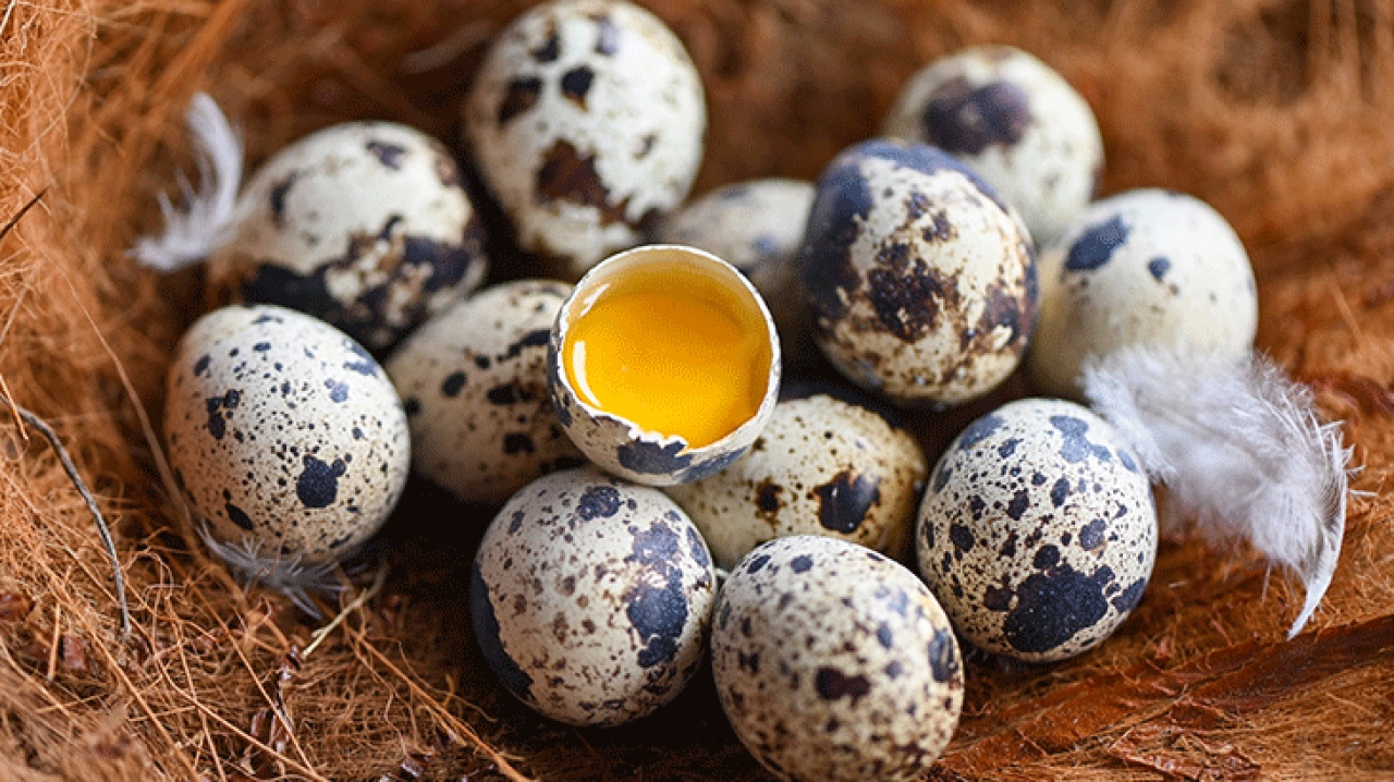 Bıldırcın Yumurtası: Sağlık Deposu Küçük Yumurtalar