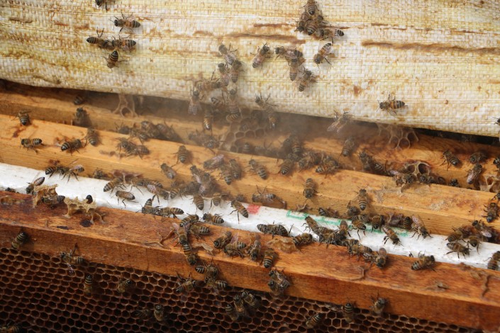 Binlerce arı telef oldu