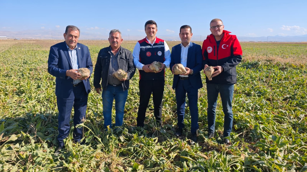 Bor’da Pancar Hasadı Başladı