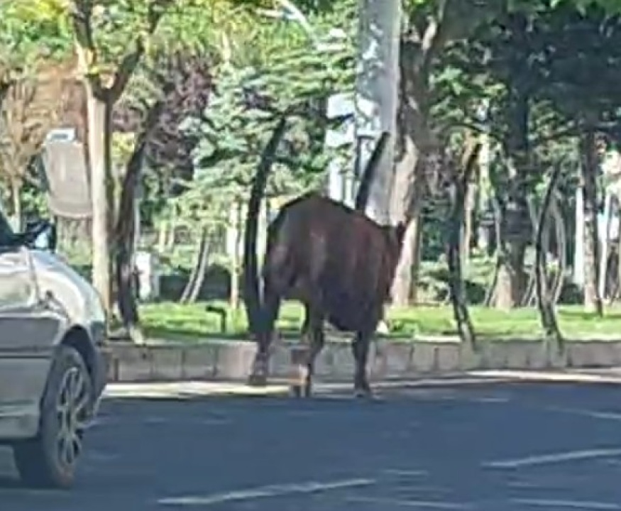 Bor Yolunda Trafikteki Tosun, Şaşkınlık ve Korku Yarattı