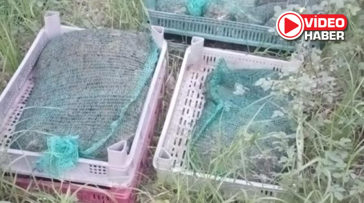 Bunlar da kurbağa kaçakçısı!