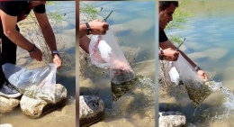 Çamardı’da göletlere yavru sazan bırakıldı