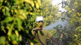 Çamardı ilçesinde üreticilere zirai ilaç uygulayıcı eğitimi verilecek