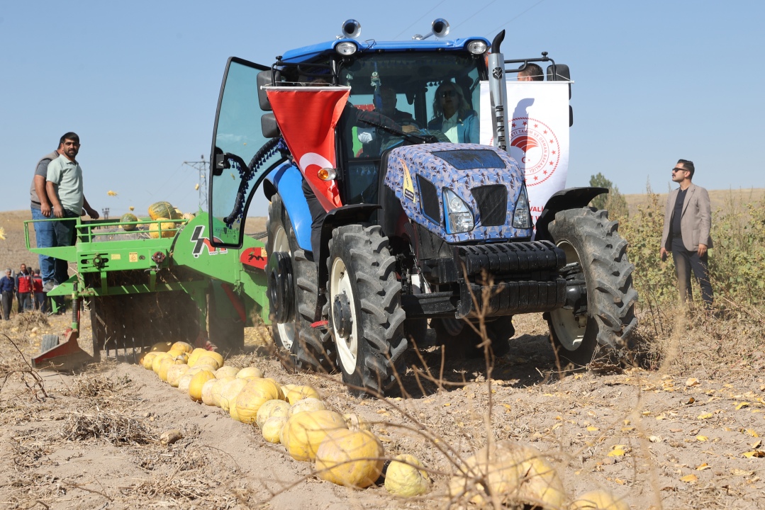 Çerezlik kabak çekirdeği hasadı başladı