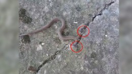Çift başlı yılan, görenleri şaşkına çevirdi