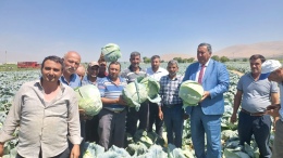 Çiftçi Hasattan Umutlu