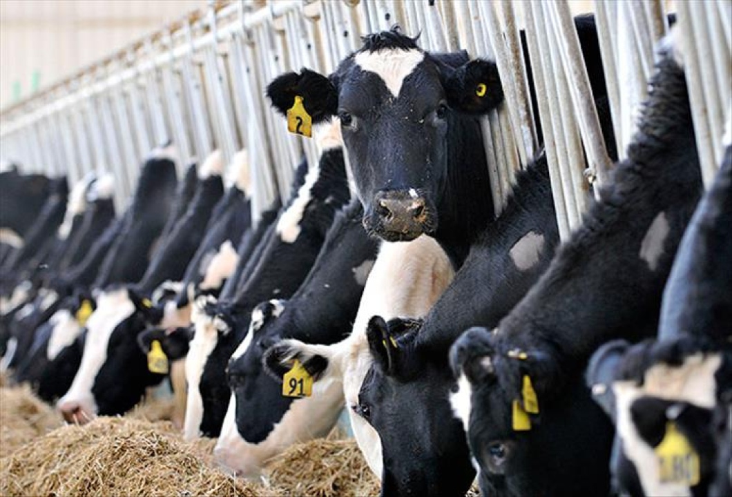 Çiftçilere 476 milyon TL’lik ödeme hesaplara geçiyor