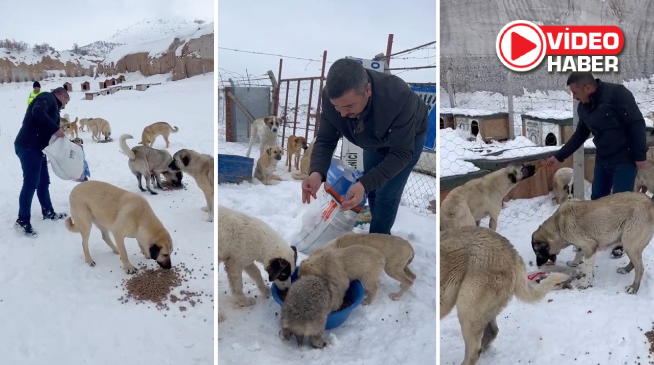 Çiftlik ilçesinde örnek olacak hareket! Sokak hayvanları unutulmadı