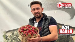 Çilekte rekoltesindeki düşüş fiyatlara yansıdı 