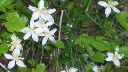 Çin Geveni (Astragalus) Nedir, Neye İyi Gelir? Tüm Merak Edilenler