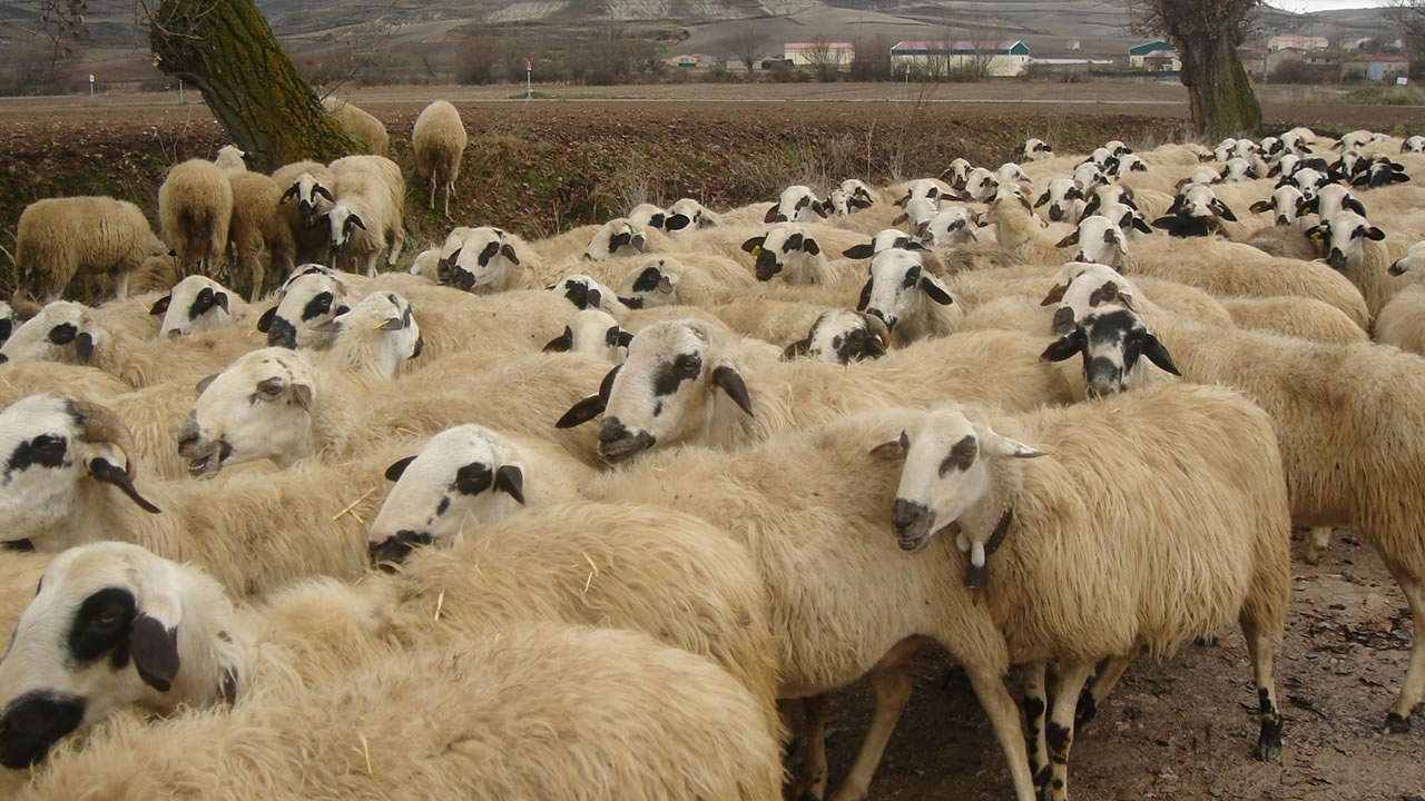 Çobanla Birlikte Yola Çıkmışlardı... Sabahın Sessizliği Bir Feryada Dönüştü! Saniyeler İçinde Acı Son!