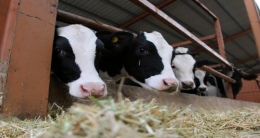 Destek ödemeleri çiftçilerin hesaplarına yatırılıyor