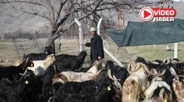 Devlet desteğinden yararlandı, şimdi sürüsü var