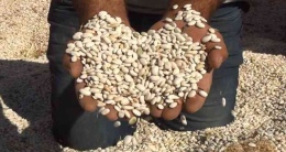 Dezenformasyonla Mücadele Merkezi: “Kuru fasulye krizi” iddiaları gerçeği yansıtmıyor