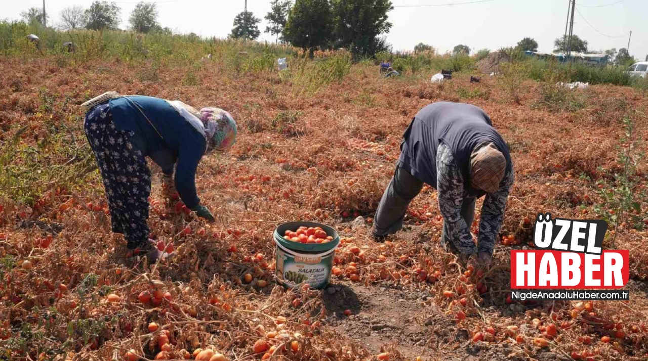 Domateste üretici değil, tüccar kazanıyor