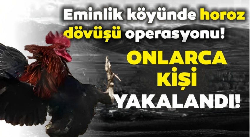 Eminlik köyünde horoz dövüşü operasyonu: 71 şüpheli yakalandı