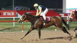 Emre Karayel’in Şampiyon Safkanları: Madam Oracle Kimin, Hangi Atlar Karayel’in?