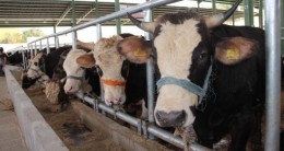 Et ve Süt Kurumu, üreticinin dilinden anlamıyor