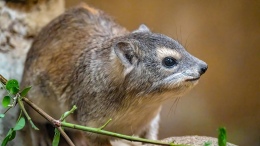 Fareye Benziyor Ama Filin Akrabası! Hyrax Nedir, Nerede Yaşar?