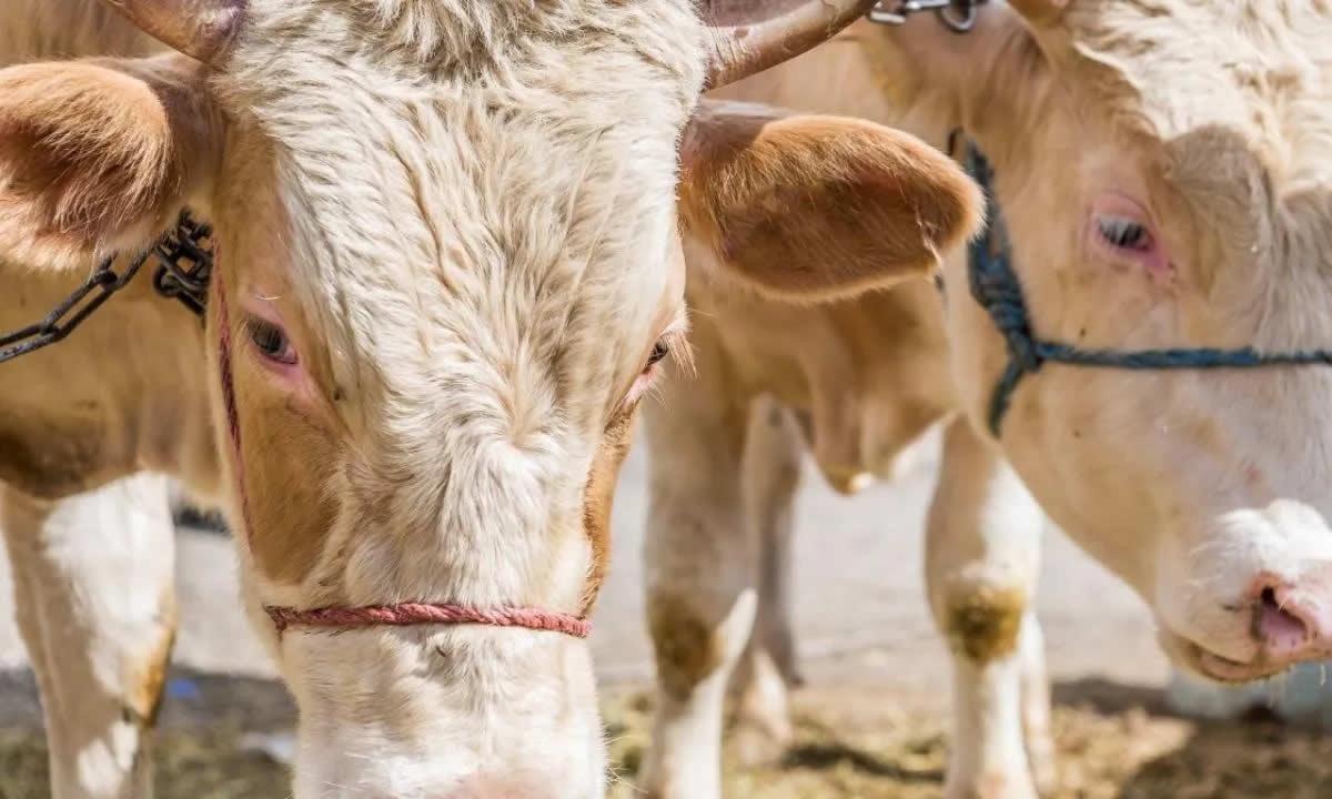 Gazze İçin Kurban Bağışı 2025: Kızılay Filistin'e Nasıl Destek Olacak?