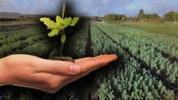 Geleceğe Nefes kampanyası başladı! Fidan sahiplenme işlemi nasıl yapılır?