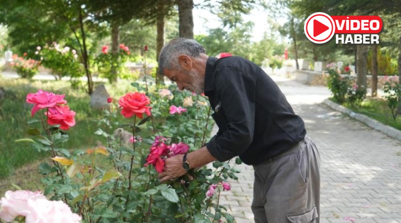  Gönlünü Mezarlığa Adadı: 19 Yıldır Güllerle Sessizliği Yeşertiyor