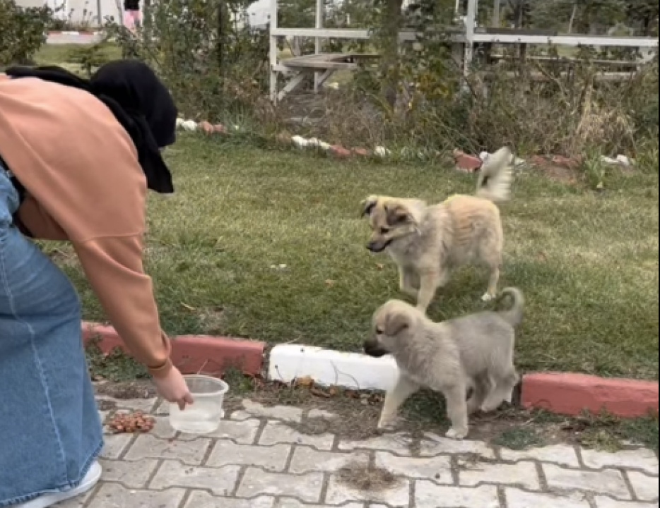 Gönül Sarayı projesiyle minik dostlar unutulmadı