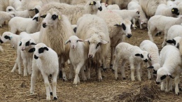 Hayvancılığa büyük destek 