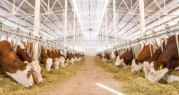 Hayvancılıkta yeni destek hamlesi! Niğde de kapsamda