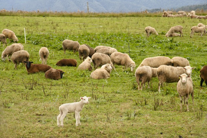 herd-sheep-grazing-pasture-during-daytime.jpg