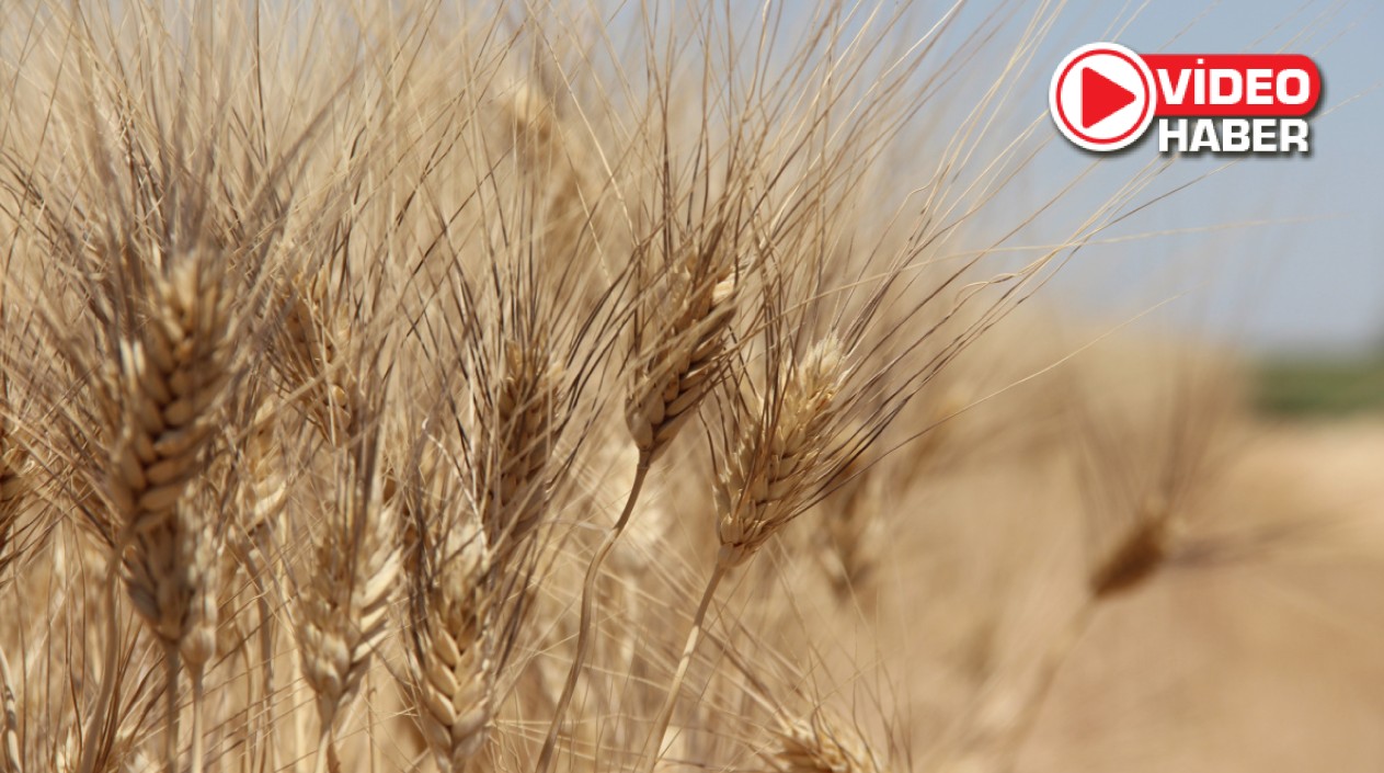 İlk 3 ayda 2 milyon 167 bin ton buğday ithal ettik