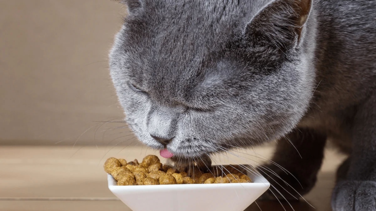 Kedi Mamasında Salmonella Tehlikesi: Hangi Ürünler Geri Çağrıldı?