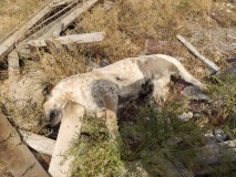 Kemerhisar'da öldürülen onlarca sokak köpeği hayvanseverleri harekete geçirdi
