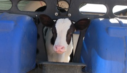 Kiledere Beldesi Şap Hastalığı Nedeniyle Karantinaya Alındı