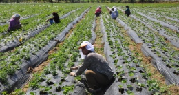 Kırsal kalkınma desteklerinde yeni dönem 